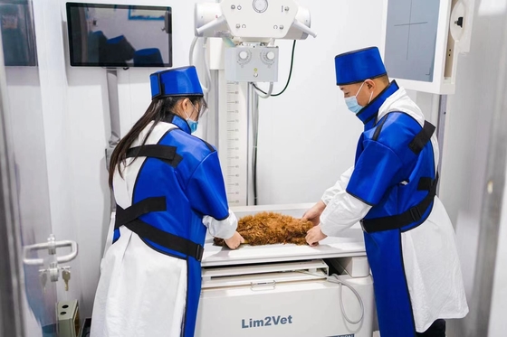 Équipement médical vétérinaire 32 kW Machine de fluoroscopie en temps réel DR