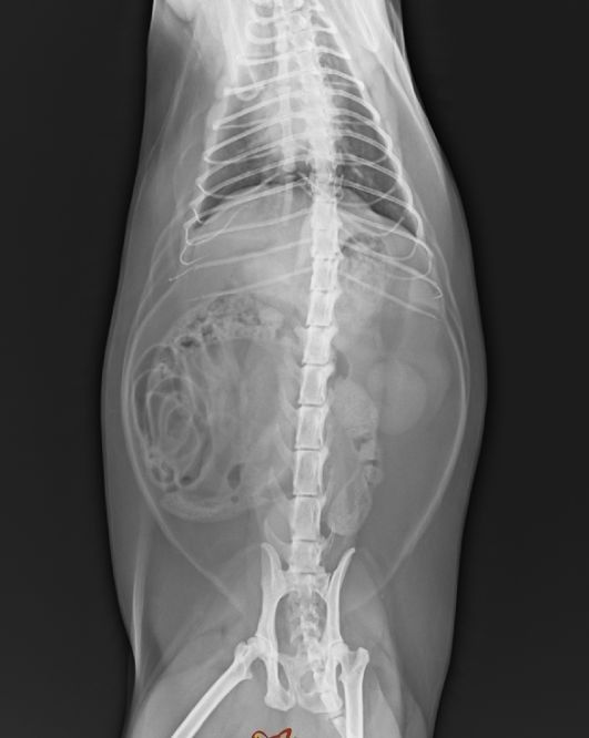 CHOYEZ la base blanche 25×30 cm de X Ray de représentation de film diagnostique médical de transparent